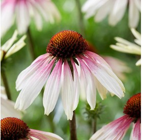 Echinacea 'Pretty Parasols' - Kasvirág