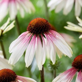 Echinacea 'Pretty Parasols' - Kasvirág