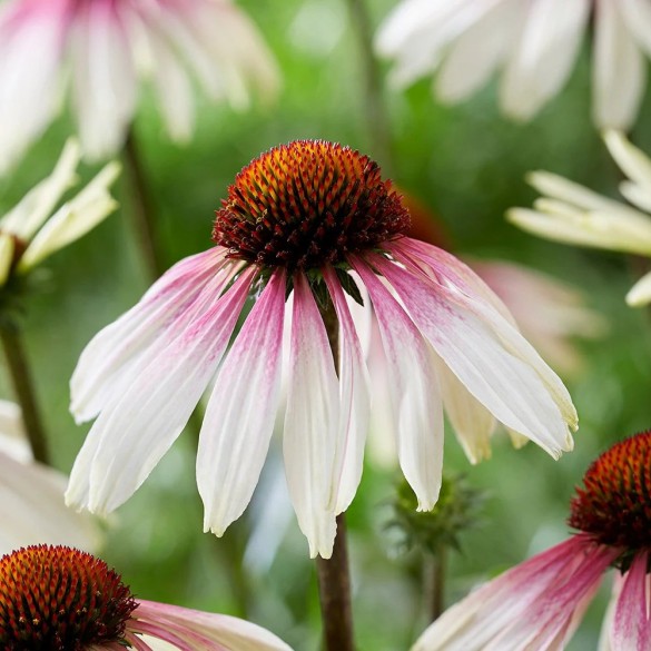 Echinacea 'Pretty Parasols' - Kasvirág