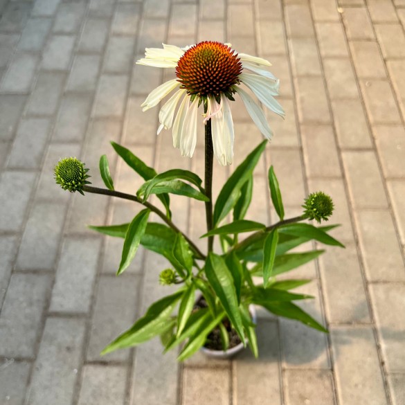 Echinacea 'Pretty Parasols' - Kasvirág