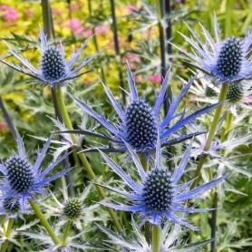 Eryngium x zabelii 'Big Blue' - Kék iringó