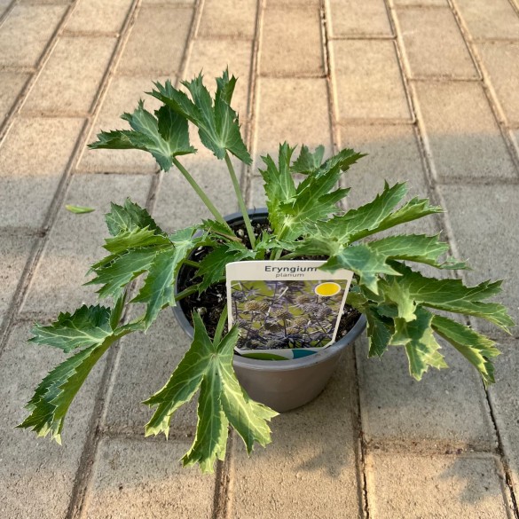 Eryngium x zabelii 'Big Blue' - Kék iringó