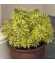 Euphorbia 'Ascot Rainbow' - Kutyatej