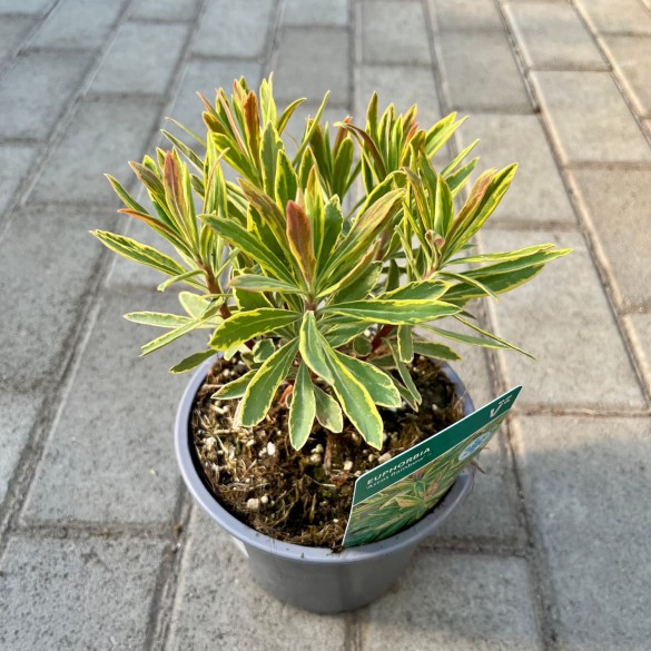 Euphorbia 'Ascot Rainbow' - Kutyatej