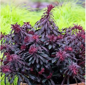 Euphorbia 'Miner's Merlot' - Kutyatej