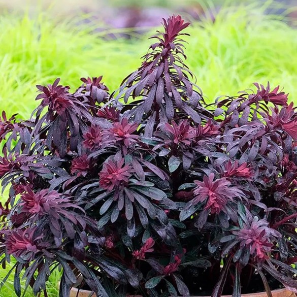 Euphorbia 'Miner's Merlot' - Kutyatej