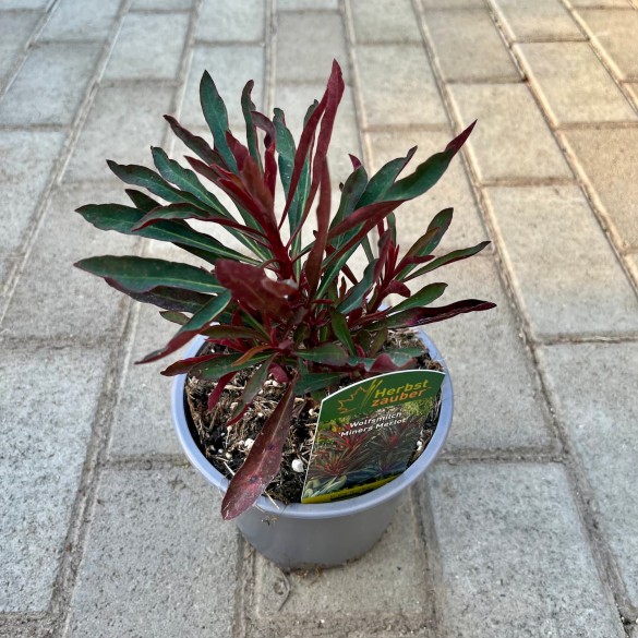 Euphorbia 'Miner's Merlot' - Kutyatej