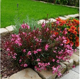 Gaura 'Baby Butterfly Dark Pink' - Díszgyertya