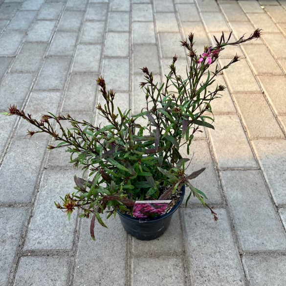 Gaura 'Baby Butterfly Dark Pink' - Díszgyertya