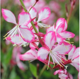 Gaura 'Rosy Jane' - Díszgyertya