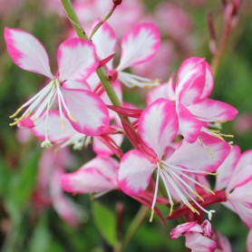 Gaura 'Rosy Jane' - Díszgyertya