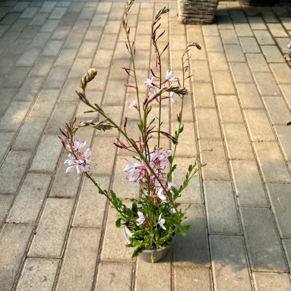 Gaura 'Rosy Jane' - Díszgyertya