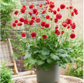 Geum 'Firestarter' - Gyömbérgyökér