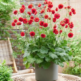 Geum 'Firestarter' - Gyömbérgyökér