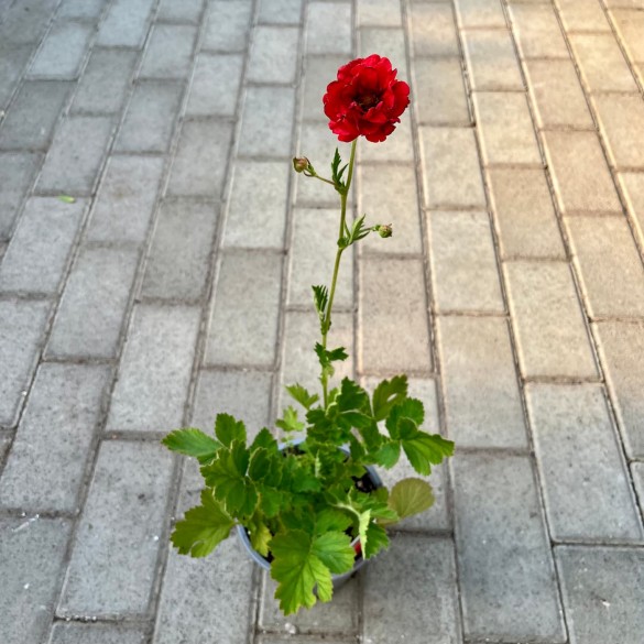 Geum 'Firestarter' - Gyömbérgyökér