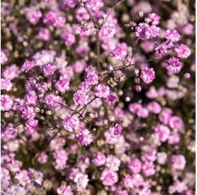 Gypsophila 'Flamingo' - Buglyos fátyolvirág