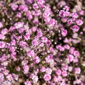 Gypsophila 'Flamingo' - Buglyos fátyolvirág