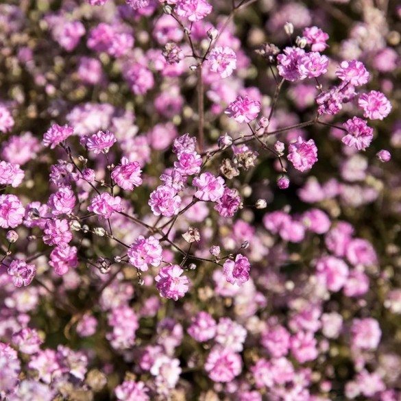 Gypsophila 'Flamingo' - Buglyos fátyolvirág