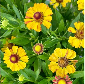 Helenium 'Helias Orange' - Őszi napfényvirág