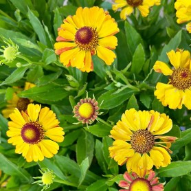 Helenium 'Helias Orange' - Őszi napfényvirág