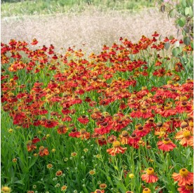 Helenium 'Moerheim Beauty' - Őszi napfényvirág