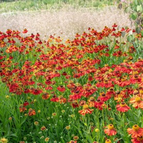 Helenium 'Moerheim Beauty' - Őszi napfényvirág