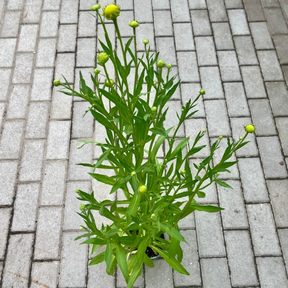 Helenium 'Moerheim Beauty' - Őszi napfényvirág