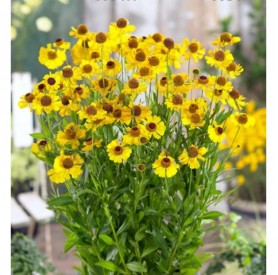 Helenium 'Wesergold' - Őszi napfényvirág