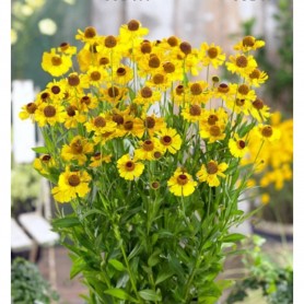 Helenium 'Wesergold' - Őszi napfényvirág