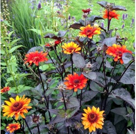 Heliopsis 'Bleeding Hearts' - Napszemvirág