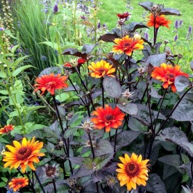 Heliopsis 'Bleeding Hearts' - Napszemvirág