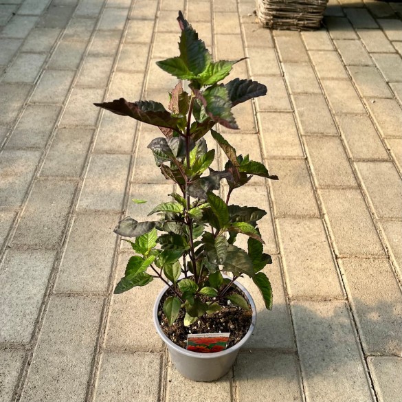 Heliopsis 'Bleeding Hearts' - Napszemvirág