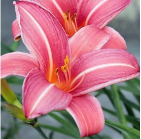 Hemerocallis 'Neyron Rose' - Sásliliom