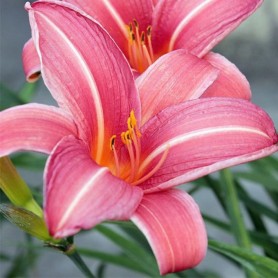 Hemerocallis 'Neyron Rose' - Sásliliom