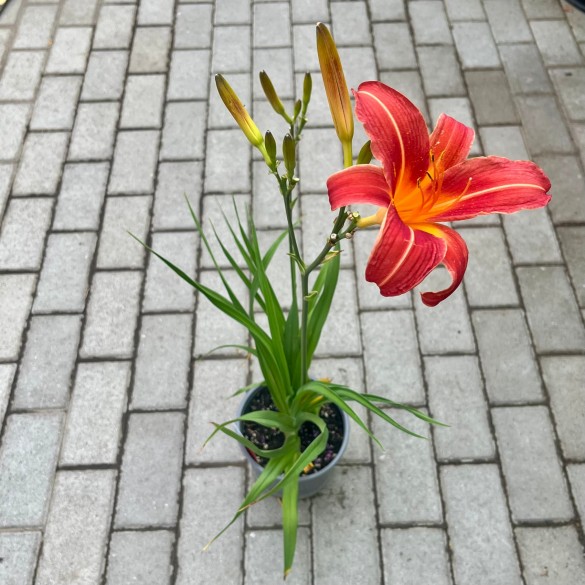 Hemerocallis 'Neyron Rose' - Sásliliom