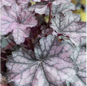 Heuchera 'Season's King' - Tűzgyöngyvirág