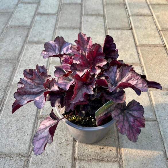 Heuchera 'Season's King' - Tűzgyöngyvirág