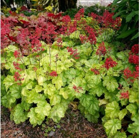 Heuchera 'Tokyo' - Tűzgyöngyvirág