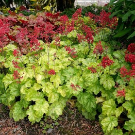 Heuchera 'Tokyo' - Tűzgyöngyvirág