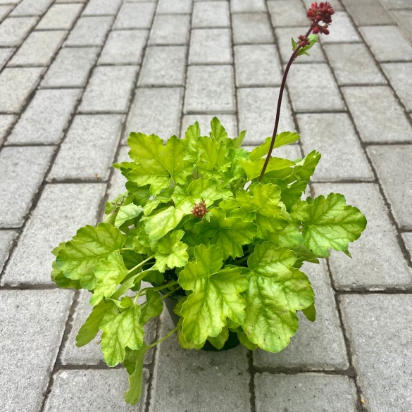 Heuchera 'Tokyo' - Tűzgyöngyvirág