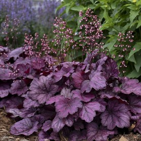 Heuchera 'Wild Rose' - Tűzgyöngyvirág