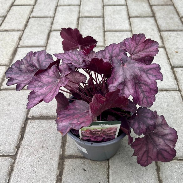 Heuchera 'Wild Rose' - Tűzgyöngyvirág