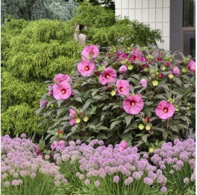 Hibiscus 'Berry Awesome' - Mocsári hibiszkusz