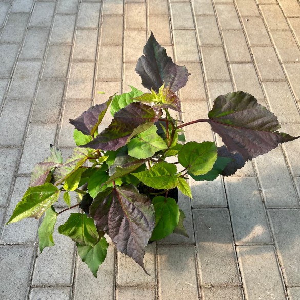 Hibiscus 'Berry Awesome' - Mocsári hibiszkusz