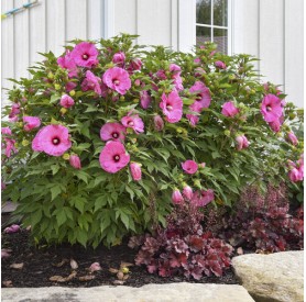 Hibiscus 'Candy Crush' - Mocsári hibiszkusz
