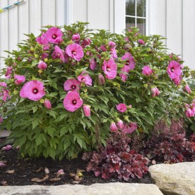 Hibiscus 'Candy Crush' - Mocsári hibiszkusz
