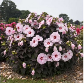 Hibiscus 'Dark Mystery' - Mocsári hibiszkusz