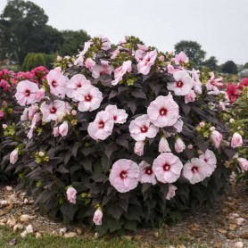 Hibiscus 'Dark Mystery' - Mocsári hibiszkusz