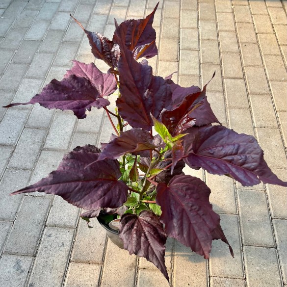Hibiscus 'Dark Mystery' - Mocsári hibiszkusz