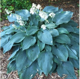 Hosta 'Blue Angel' - Árnyékliliom